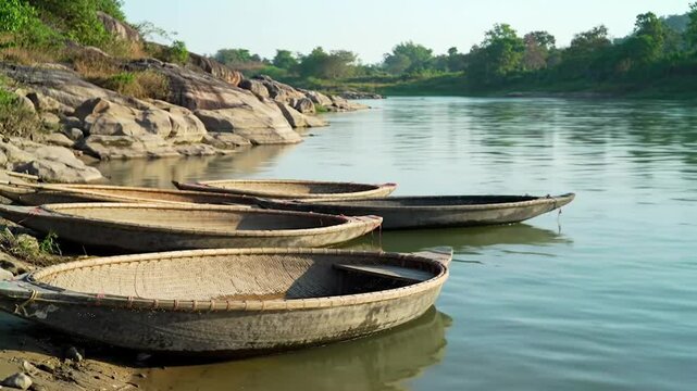 Traditional coracle boats on peaceful river. Woven round boats reflecting in calm water. Rural river scene with cultural watercraft.