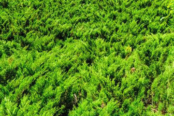Background of the evergreen juniper bushes. Natural pattern