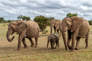 Elephant herd searching for food and water in the green season in a Game Reserve in the Tuli Block in Botswana.