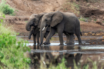 Elephant herd searching for food and water in the green season in a Game Reserve in the Tuli Block in Botswana.