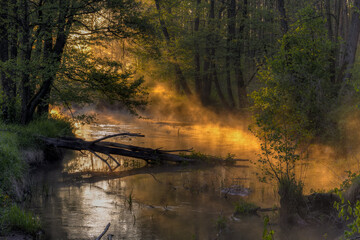 Misty Forest River at Sunrise