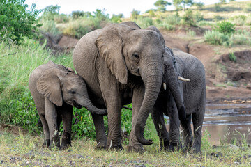 Elephant herd searching for food and water in the green season in a Game Reserve in the Tuli Block in Botswana.
