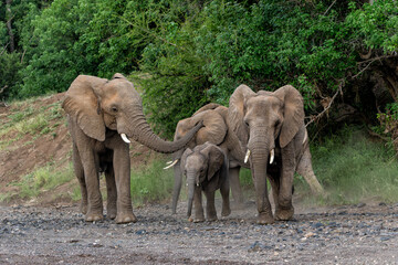 Elephant herd searching for food and water in the green season in a Game Reserve in the Tuli Block in Botswana.
