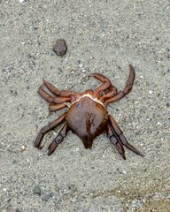 brown crab on sand