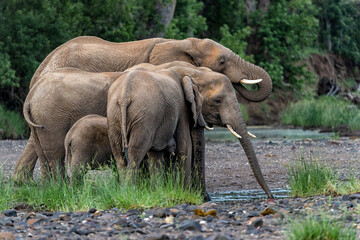 Elephant herd searching for food and water in the green season in a Game Reserve in the Tuli Block in Botswana.