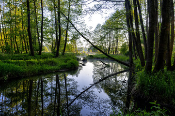 Tranquil Forest Stream in Spring