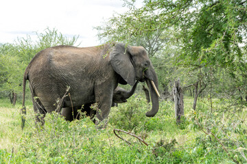 mother and child. Female elephant with her calf walking in Kruger National Park in South Africa