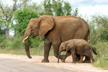 mother and child. Female elephant with her calf walking in Kruger National Park in South Africa