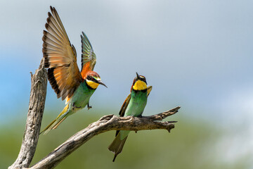 European bee-eater (Merops apiaster) sitting on a branch to hunt in Kruger National Park in South Africa