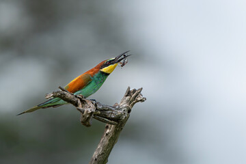 European bee-eater (Merops apiaster) sitting on a branch to hunt in Kruger National Park in South Africa