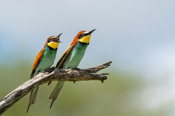 European bee-eater (Merops apiaster) sitting on a branch to hunt in Kruger National Park in South Africa