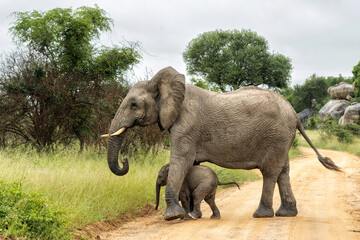 mother and child. Female elephant with her calf walking in Kruger National Park in South Africa