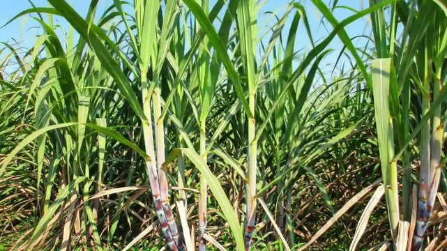 Tracking Shot: Rows of Green Sugarcane in Agricultural Plantation - Cultivation, Harvest Seaso
