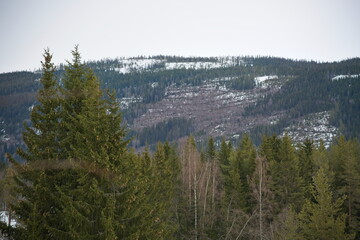 forest in the mountains