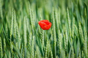 Red poppy flower blossom solitaire isolated in the field. Loneliness concept. Papaver somniferum.