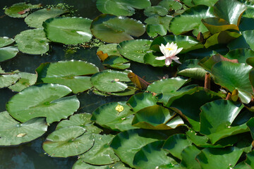 Delicate lotus flower blooms among lush green lily pads in serene pond