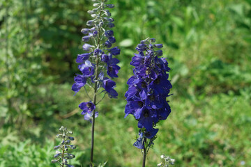 Vibrant delphinium blooms blossom in a sunny garden setting