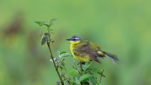 An adult male Western Yellow Wagtail perches on a small green bush and preens its feathers, perpendicular to the camera lens, with a green background on a summer day.