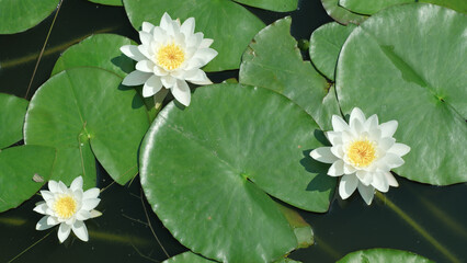 Water lilies bloom peacefully on tranquil pond at midday sun