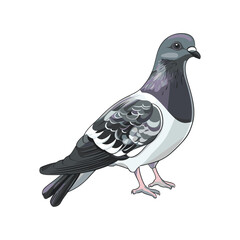 Pigeon Portrait: A detailed digital illustration of a pigeon in all its elegant, urban glory, ready to capture attention and add a touch of refined style to your project.