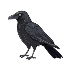 Raven Illustration: A captivating illustration showcases a sleek, black raven, standing proudly with an air of intelligence and mystery, evoking a sense of ancient wisdom.