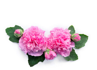 Pink mallow ( malva ) flowers flat lay on a white background with space for text. Top view, flat lay
