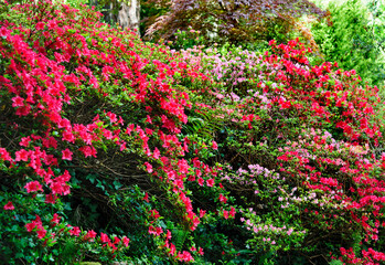 Powerscourt Japanese garden in County Wicklow, Ireland