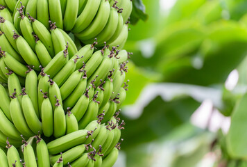 bunch of bananas in greenhouse
