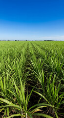 Fototapeta premium Lush sugarcane field under a vibrant blue sky, agricultural landscape, food production concept.