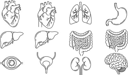 Human organs line icon set. Vector pictograms of heart, lungs, liver, stomach, intestine, kidney, brain, bladder, anatomy thin linear illustration.
