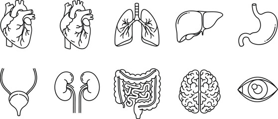 Transparent PNG available
Human organs line icon set. Vector pictograms of heart, lungs, liver, stomach, intestine, kidney, brain, bladder, anatomy thin linear illustration.
