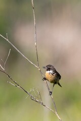Vertical image of a Common Stonechat (Saxicola rubicola) perched on a branch. Soft earthy background tones. Captured in Arrocampo Bird Park, Spain.