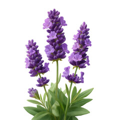 Naklejka premium Lavender flowers isolated on transparent background