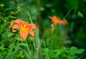 DAY  Lilly