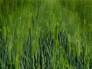 A lush green field of wheat with tall stalks swaying gently in the breeze. 