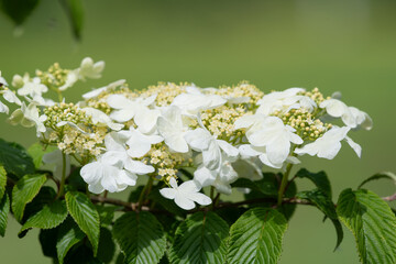 Close up of cranberry bush viburnum (viburnum trilobum) flowers in bloom