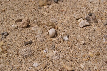 砂浜を歩く白いヤドカリ
