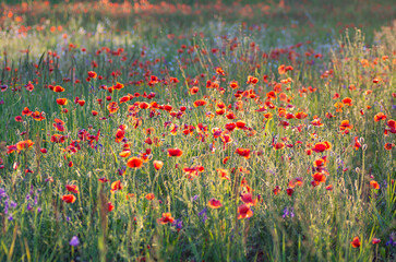 The poppy field is in bloom