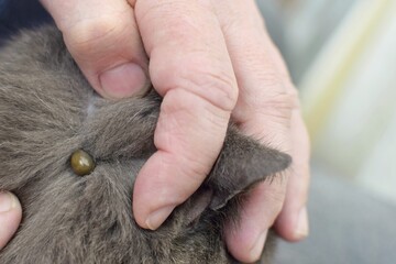 A man found a tick in a cat's fur.