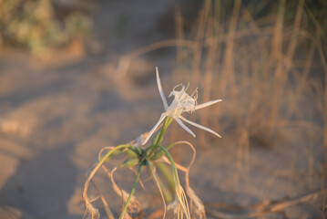 Sand lily or Sea daffodil closeup view. Pancratium maritimum, wild plant blooming, white flower, sandy beach background. Sea pancratium lily. Pancratium maritimum on mediterranean sea beach nature.