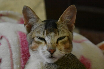 Close-up of a cat's face with narrowed eyes and distinctive markings.