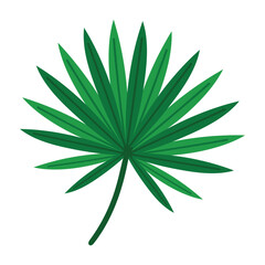 Green fan palm leaf. Tropical jungle foliage in flat style. Perfect for botanical decor, summer illustrations, plant collections or exotic nature sets.