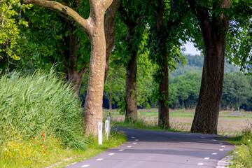 Spring landscape, Countryside road with tree trunks, Small street with green grass along Amstel river, Typical Dutch polder in between Ouderkerk aan de Amstel and Amsterdam, Noord Holland, Netherlands