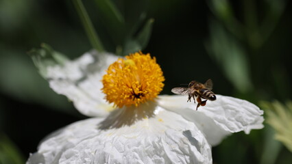 bee on a flower