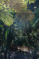 jungle in the rays of the sun through smoke, beautiful background with haze