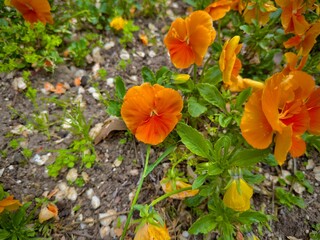 orange marigold flower