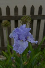 A vibrant lavender iris blooms, its delicate petals and fresh green leaves creating a serene, natural beauty. Perfect for garden themes.