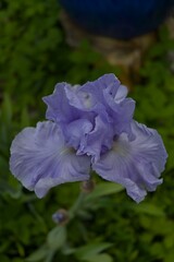 A vibrant lavender iris blooms, its delicate petals and fresh green leaves creating a serene, natural beauty. Perfect for garden themes.