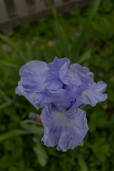 A vibrant lavender iris blooms, its delicate petals and fresh green leaves creating a serene, natural beauty. Perfect for garden themes.