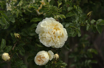 White Rose in Garden